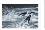 Chinstrap Penguins, Deception Island, Antarctica by Anonymous