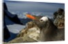 Gentoo Penguin Portrait, Antarctica by Anonymous