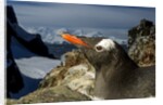 Gentoo Penguin Portrait, Antarctica by Anonymous