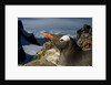Gentoo Penguin Portrait, Antarctica by Anonymous