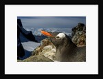 Gentoo Penguin Portrait, Antarctica by Anonymous
