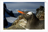 Gentoo Penguin Portrait, Antarctica by Anonymous