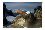 Gentoo Penguin Portrait, Antarctica by Anonymous
