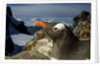 Gentoo Penguin Portrait, Antarctica by Anonymous