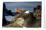Gentoo Penguin Portrait, Antarctica by Anonymous
