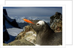 Gentoo Penguin Portrait, Antarctica by Anonymous