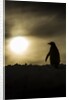Gentoo Penguin at Sunset, Antarctica by Anonymous