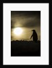 Gentoo Penguin at Sunset, Antarctica by Anonymous