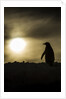 Gentoo Penguin at Sunset, Antarctica by Anonymous