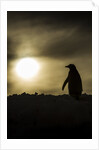 Gentoo Penguin at Sunset, Antarctica by Anonymous