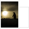 Gentoo Penguin at Sunset, Antarctica by Anonymous