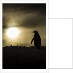 Gentoo Penguin at Sunset, Antarctica by Anonymous