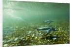 Underwater Gentoo Penguins, Antarctica by Anonymous