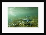 Underwater Gentoo Penguins, Antarctica by Anonymous