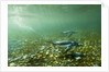 Underwater Gentoo Penguins, Antarctica by Anonymous