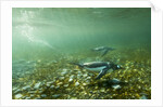 Underwater Gentoo Penguins, Antarctica by Anonymous