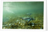 Underwater Gentoo Penguins, Antarctica by Anonymous