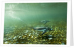 Underwater Gentoo Penguins, Antarctica by Anonymous