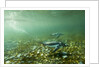 Underwater Gentoo Penguins, Antarctica by Anonymous