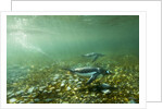 Underwater Gentoo Penguins, Antarctica by Anonymous