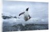 Leaping Gentoo Penguin, Antarctica by Anonymous