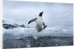 Leaping Gentoo Penguin, Antarctica by Anonymous