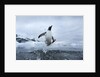 Leaping Gentoo Penguin, Antarctica by Anonymous
