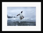 Leaping Gentoo Penguin, Antarctica by Anonymous