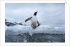Leaping Gentoo Penguin, Antarctica by Anonymous