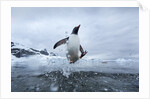 Leaping Gentoo Penguin, Antarctica by Anonymous