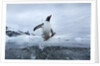Leaping Gentoo Penguin, Antarctica by Anonymous