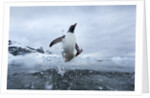 Leaping Gentoo Penguin, Antarctica by Anonymous