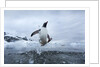 Leaping Gentoo Penguin, Antarctica by Anonymous