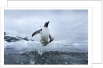 Leaping Gentoo Penguin, Antarctica by Anonymous