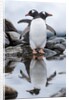Gentoo Penguins, Antarctica by Anonymous
