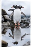 Gentoo Penguins, Antarctica by Anonymous