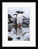 Gentoo Penguins, Antarctica by Anonymous