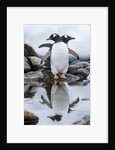 Gentoo Penguins, Antarctica by Anonymous