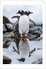 Gentoo Penguins, Antarctica by Anonymous