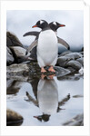 Gentoo Penguins, Antarctica by Anonymous