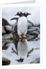 Gentoo Penguins, Antarctica by Anonymous