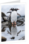 Gentoo Penguins, Antarctica by Anonymous