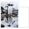 Gentoo Penguins, Antarctica by Anonymous