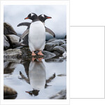 Gentoo Penguins, Antarctica by Anonymous