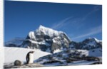 Gentoo Penguin, Antarctica by Anonymous