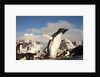 Adelie Penguins, Antarctica by Anonymous