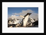 Adelie Penguins, Antarctica by Anonymous