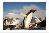Adelie Penguins, Antarctica by Anonymous