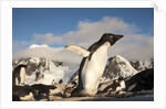 Adelie Penguins, Antarctica by Anonymous