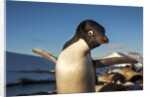 Adelie Penguin, Antarctica by Anonymous